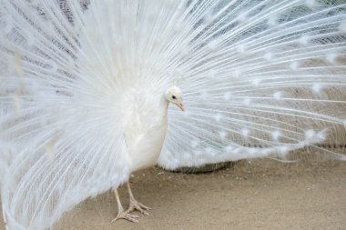 Yaymak kuyruklu beyaz tavus kuşu
