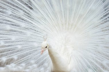 Yaymak kuyruklu beyaz tavus kuşu