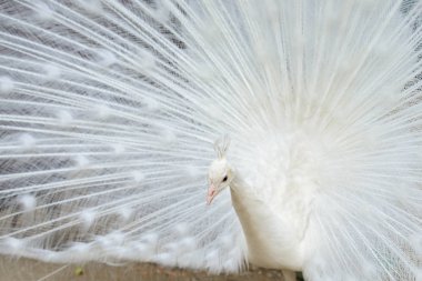 Yaymak kuyruklu beyaz tavus kuşu