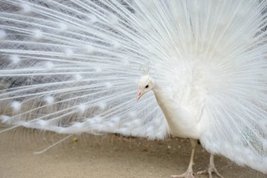 Yaymak kuyruklu beyaz tavus kuşu