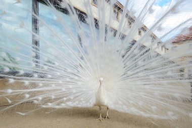Yaymak kuyruklu beyaz tavus kuşu