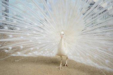 Yaymak kuyruklu beyaz tavus kuşu