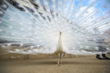 Yaymak kuyruklu beyaz tavus kuşu