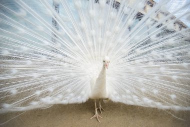 Yaymak kuyruklu beyaz tavus kuşu