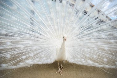 Yaymak kuyruklu beyaz tavus kuşu