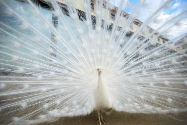 Yaymak kuyruklu beyaz tavus kuşu