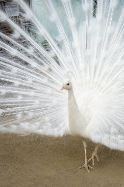 Yaymak kuyruklu beyaz tavus kuşu