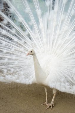 Yaymak kuyruklu beyaz tavus kuşu