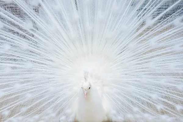 White peacock with tail spread