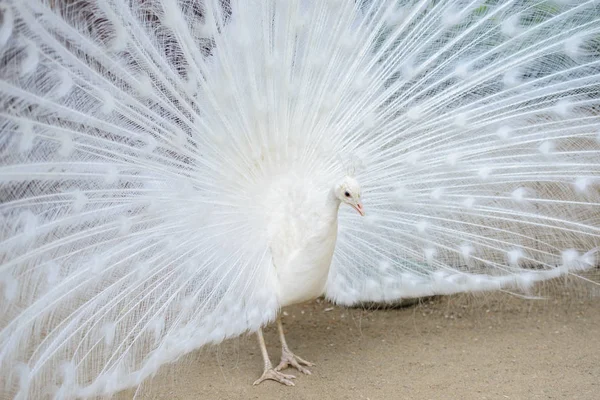 White peacock with tail spread — Stock Photo, Image