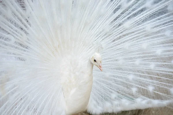 Pavão branco com cauda espalhada — Fotografia de Stock