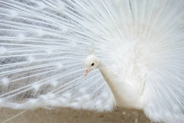 Pavão branco com cauda espalhada — Fotografia de Stock