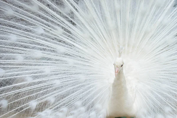 White peacock with tail spread — Stock Photo, Image