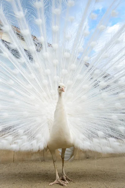 Pavão branco com cauda espalhada — Fotografia de Stock