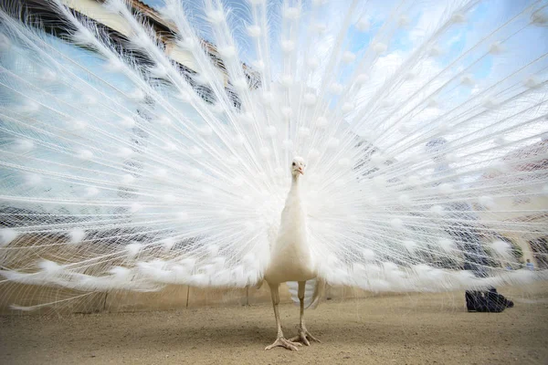 Pavão branco com cauda espalhada — Fotografia de Stock