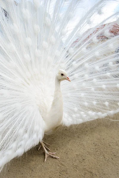 Белый павлин с разбросанным хвостом — стоковое фото