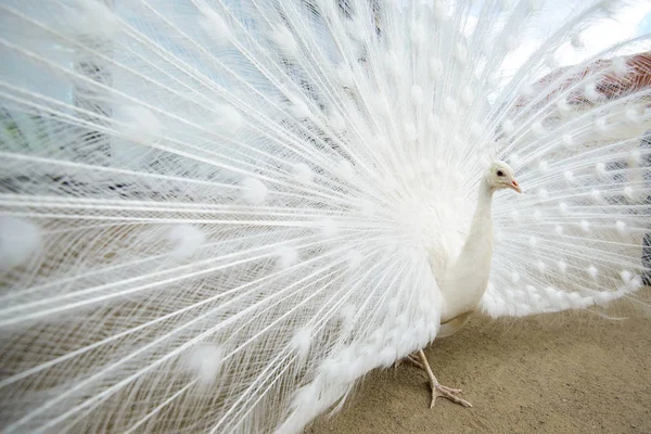 Pavão branco com cauda espalhada — Fotografia de Stock