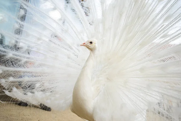 Pavão branco com cauda espalhada — Fotografia de Stock