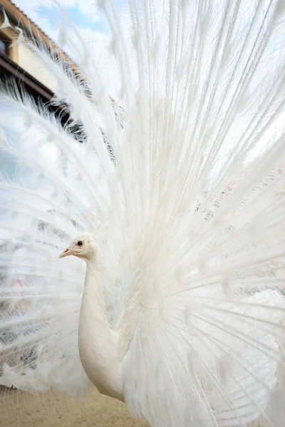 Pavão branco com cauda espalhada — Fotografia de Stock