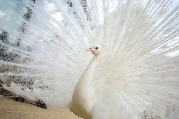 White peacock with tail spread — Stock Photo, Image