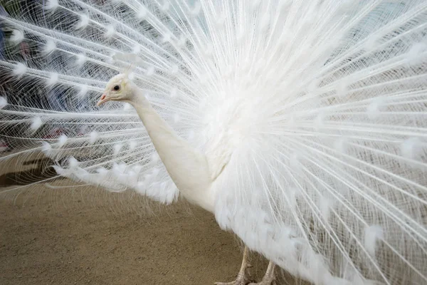 White peacock with tail spread — Stock Photo, Image