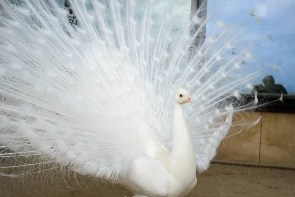 White peacock with tail spread — Stock Photo, Image