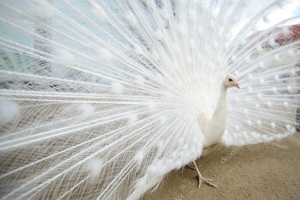 White peacock with tail spread