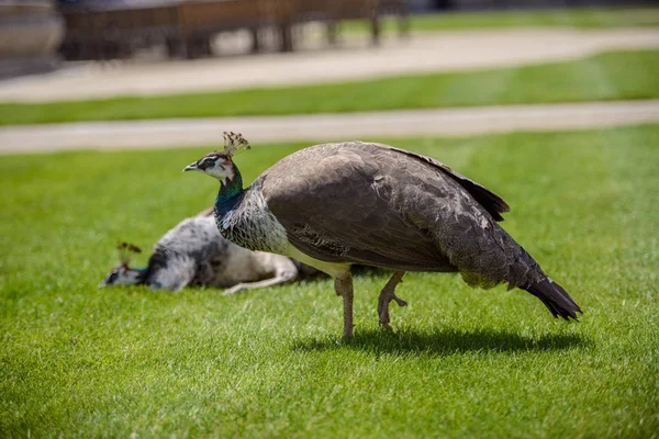 Vrouwelijke Peacock in gras — Stockfoto