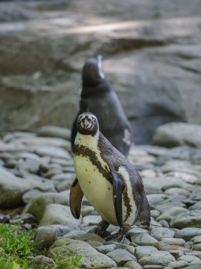 bir penguen çim portresi