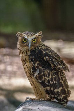 iri gözlü baykuş portresi