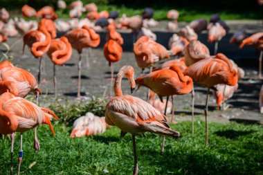 Hayvanat bahçesinde flamingolar fotoğrafını çekmek.