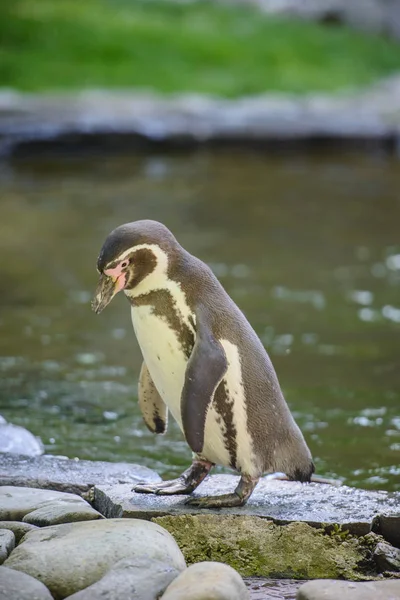 Portrét tučňák na trávě — Stock fotografie