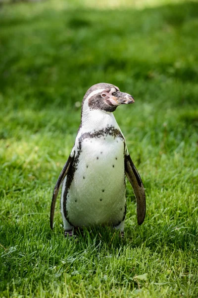 Bir penguen çim portresi — Stok fotoğraf