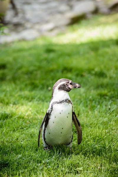 Retrato de um pinguim na grama — Fotografia de Stock