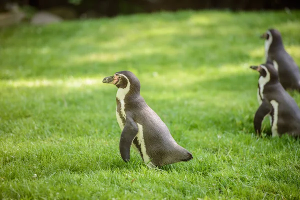 一只企鹅在草地上的肖像 — 图库照片