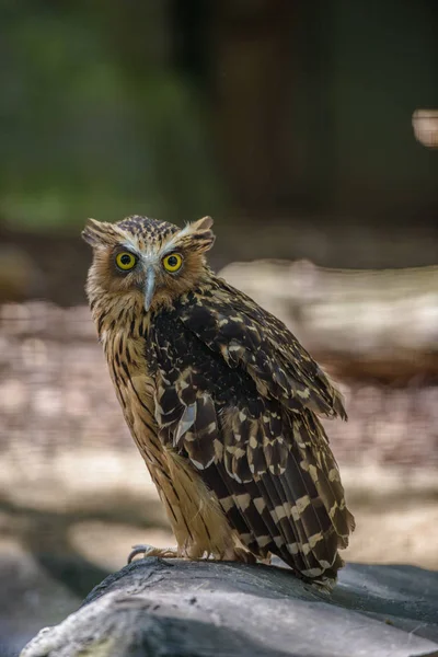 Portrait of owl with big eyes — Stock Photo, Image