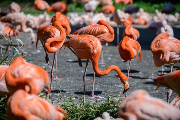 Rekening foto's van de Flamingo's in een dierentuin. — Stockfoto