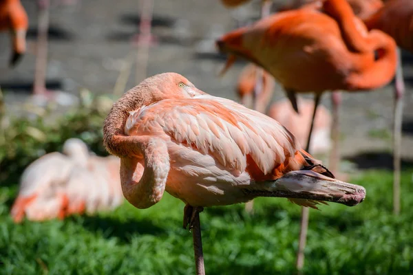 Prendre des photos de flamants roses dans un ZOO . — Photo