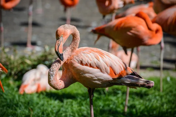 Tirando fotos de flamingos em um ZOO . — Fotografia de Stock