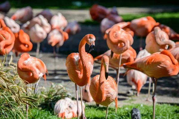 Tirando fotos de flamingos em um ZOO . — Fotografia de Stock