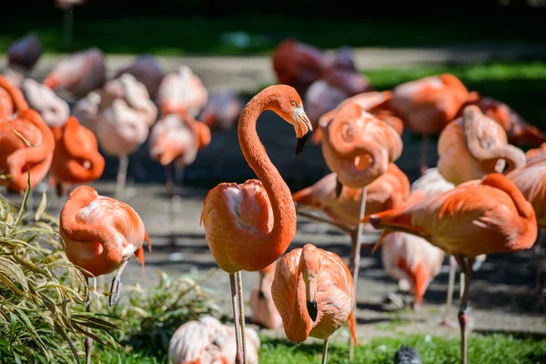 Tirando fotos de flamingos em um ZOO . — Fotografia de Stock