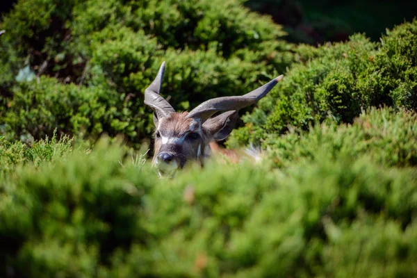 Cabra con cuernos en la hierba —  Fotos de Stock