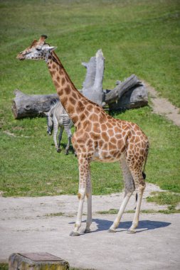 Yeşil bir alana zürafa