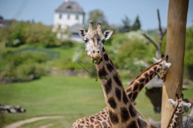 Yeşil bir alana zürafa