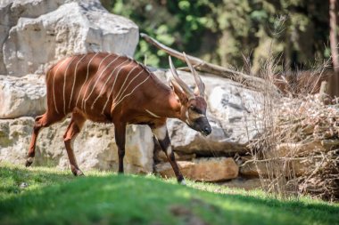 The Bongo on the green grass clipart