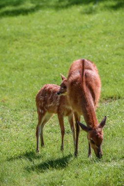 Anne ile bebek geyik