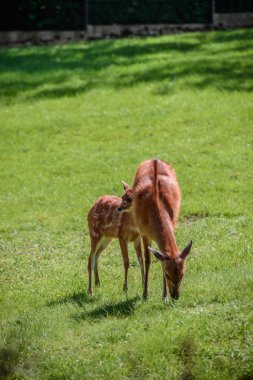Anne ile bebek geyik