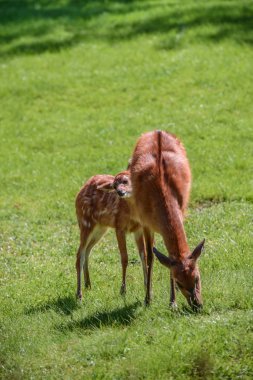 Anne ile bebek geyik