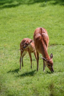 Anne ile bebek geyik