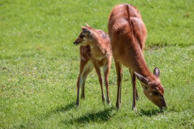 Anne ile bebek geyik